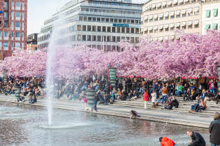 Blomstrende kirsebærtrær i Kungsträdgården i Stockholm