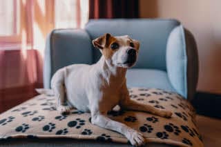 Pet Friendly Room 