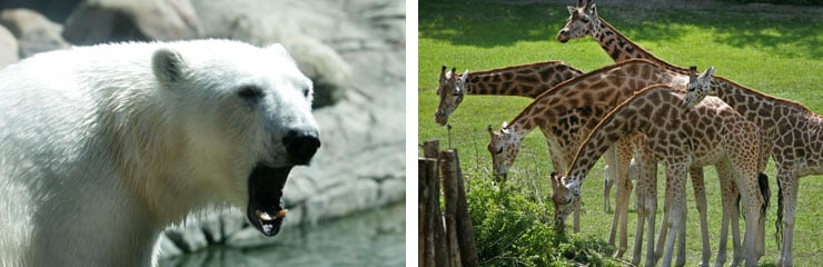 Besøk Aalborg Zoo og ha en morsom dag. Bo på hotell i Aalborg.